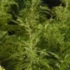 SunFern™ Arcadia Artemisia 2 SunFern™ Arcadia Artemisia -High country gradens sunfern arcadia russian wormwood 1