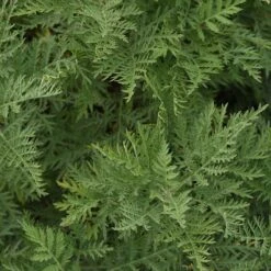 SunFern™ Arcadia Artemisia -High country gradens sunfern arcadia russian wormwood 3