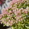 SunSparkler® Lime Twister Sedum -High country gradens sunsparkler lime twister sedum close up