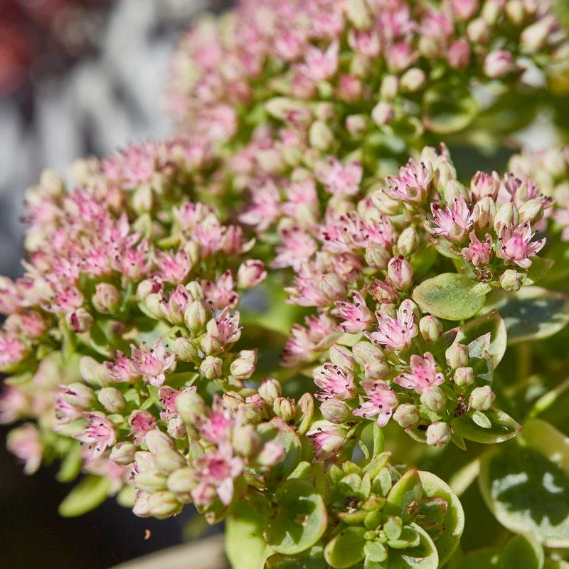 SunSparkler® Sedum Collection 3 SunSparkler® Sedum Collection