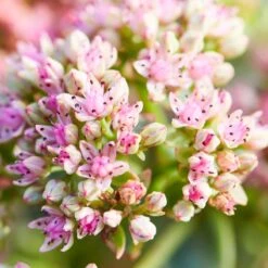 SunSparkler® Lime Twister Sedum -High country gradens sunsparkler lime twister sedum pink flowers