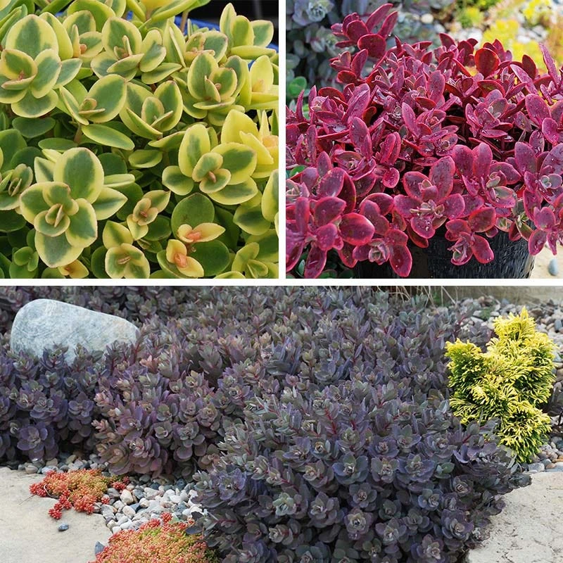 SunSparkler® Sedum Collection 4 SunSparkler® Sedum Collection - Image 2