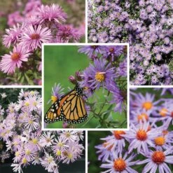 Superstar Aster Collection -High country gradens super star aster collection8 25 25