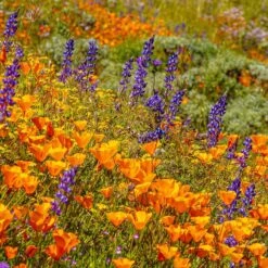 Superbloom Native Wildflower Seed Mix -High country gradens superbloom 1