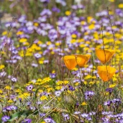 Superbloom Native Wildflower Seed Mix -High country gradens superbloom 2