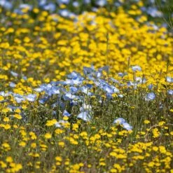 Superbloom Native Wildflower Seed Mix -High country gradens superbloom 3