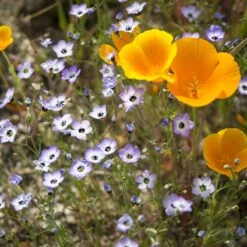 Superbloom Native Wildflower Seed Mix -High country gradens superbloom native mix 2