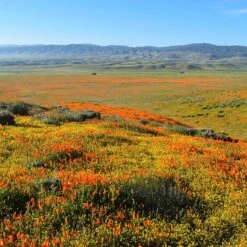 Superbloom Native Wildflower Seed Mix -High country gradens superbloom native mix 3
