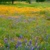 Superbloom Native Wildflower Seed Mix -High country gradens superbloom seasonal mix lupine california poppy