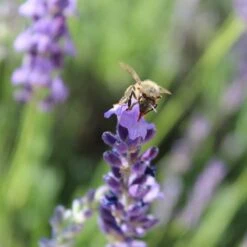 Sharon Roberts English Lavender -High country gradens susan quimby honey bee lavender or 4
