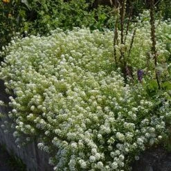 Alternative Lawn Wildflower Seed Mix -High country gradens sweet alyssum