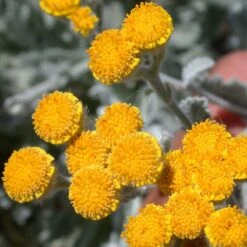 Partridge Feather (Tanacetum) 11 Partridge Feather (Tanacetum) -High country gradens tanacetum densum flower