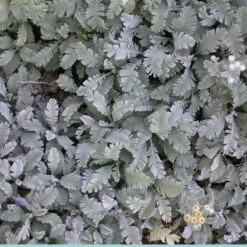 Partridge Feather (Tanacetum) 12 Partridge Feather (Tanacetum) -High country gradens tanacetum densum foliage