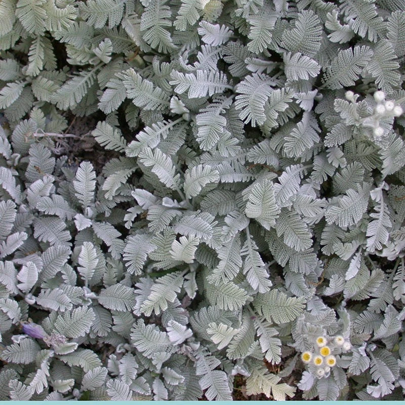 Partridge Feather (Tanacetum) 7 Partridge Feather (Tanacetum) - Image 5