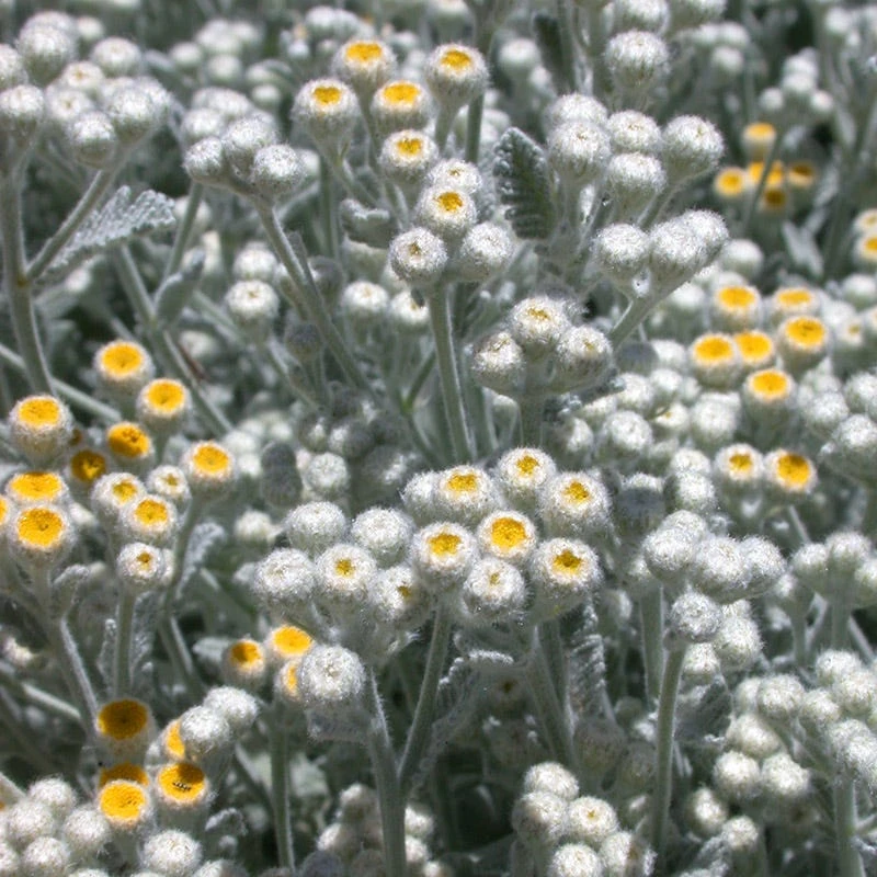 Partridge Feather (Tanacetum) 8 Partridge Feather (Tanacetum) - Image 6