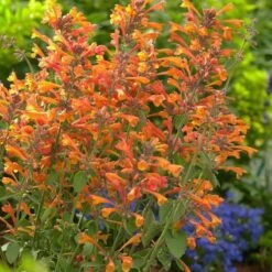 High country gradens -High country gradens tango agastache 1