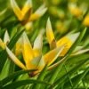 Tarda Wildflower Tulip -High country gradens tarda tulip 1