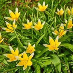 Multiplying Mini Tulip Bulb Collection -High country gradens tarda tulip