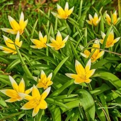 Tarda Wildflower Tulip -High country gradens tarda tulip 3
