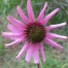Tennessee Echinacea -High country gradens tennessee coneflower 1