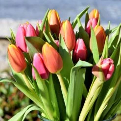 Tequila Sunrise Darwin Tulip Mix -High country gradens tequila sunrise mix 2