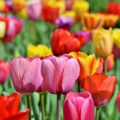 Tequila Sunrise Darwin Tulip Mix -High country gradens tequila sunrise mix 3