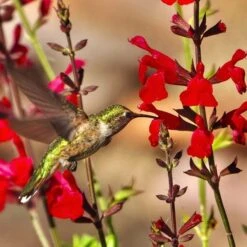 Hummingbird Attracting Collection For The West -High country gradens teresa authier hcg sustainable contest 2023 fullsizerender 1 1