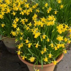 Tete-a-Tete Miniature Daffodil -High country gradens tete a tete daffodil containers 1