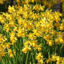 Soft Colors Garden Bulb Collection -High country gradens tete a tete daffodil cropped