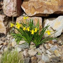 Rock Garden Bulb Collection -High country gradens tete a tete daffodil rocky 1 1