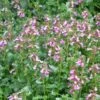 Compact Creeping Germander (Teucrium) -High country gradens teucrium chamadrys prostratum flower 2