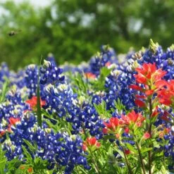 Texas Bluebonnet Seeds -High country gradens texas bluebonnet 3
