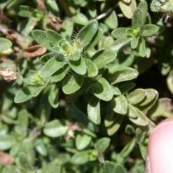Reiter Creeping Thyme -High country gradens thymus reiter foliage