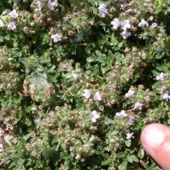 Reiter Creeping Thyme -High country gradens thymus reiter foliage flowers