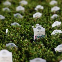 Reiter Creeping Thyme -High country gradens thymus reiter greenhouse