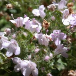 High country gradens -High country gradens thymus reiter pinkflowers