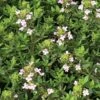 Fredo Garden Thyme -High country gradens thymus vulgaris fredo