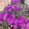 Tufted Ice Plant -High country gradens tufted ice plant 1