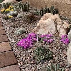 Tufted Ice Plant 9 Tufted Ice Plant -High country gradens tufted ice plant 3