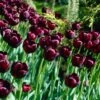 Queen Of The Night Single Late Tulip 1 Queen Of The Night Single Late Tulip -High country gradens tulip queen of the night cropped 1