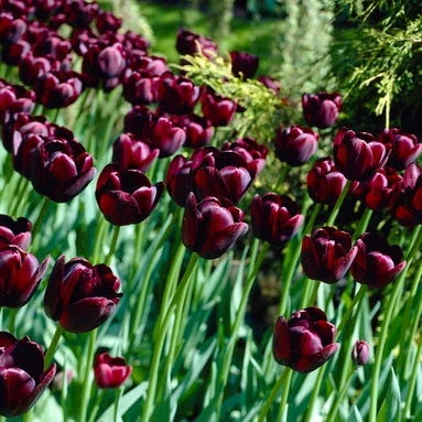 Queen Of The Night Single Late Tulip 3 Queen Of The Night Single Late Tulip