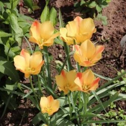 Magic Carpet Bulb Collection -High country gradens tulipa batalinii bronze charm sq