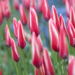Peppermint Stick Tulip -High country gradens tulipa clusiana peppermint stick closed both
