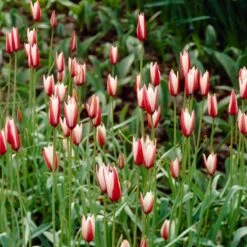 Waterwise Walkway Bulb Collection -High country gradens tulipa clusiana peppermint stick garden