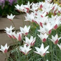 Peppermint Stick Tulip -High country gradens tulipa clusiana peppermint stick open