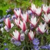 Peppermint Stick Tulip -High country gradens tulipa clusiana peppermint stick with blue anemone