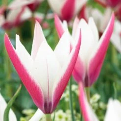 Peppermint Stick Tulip -High country gradens tulipa clusiana peppermint stickred white both collection 1