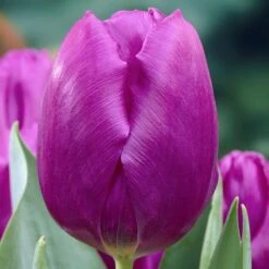 Purple Prince Single Early Tulip -High country gradens tulipa purple prince elbo09868