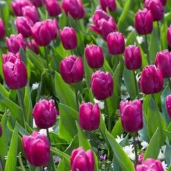 Purple Prince Single Early Tulip -High country gradens tulipa purple prince jope06299