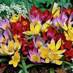 Wildflower Tulip Mix -High country gradens tulipwildflowermix1 3